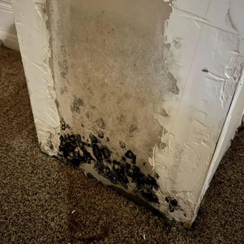 Professional Mold Removal in McCloud, CA